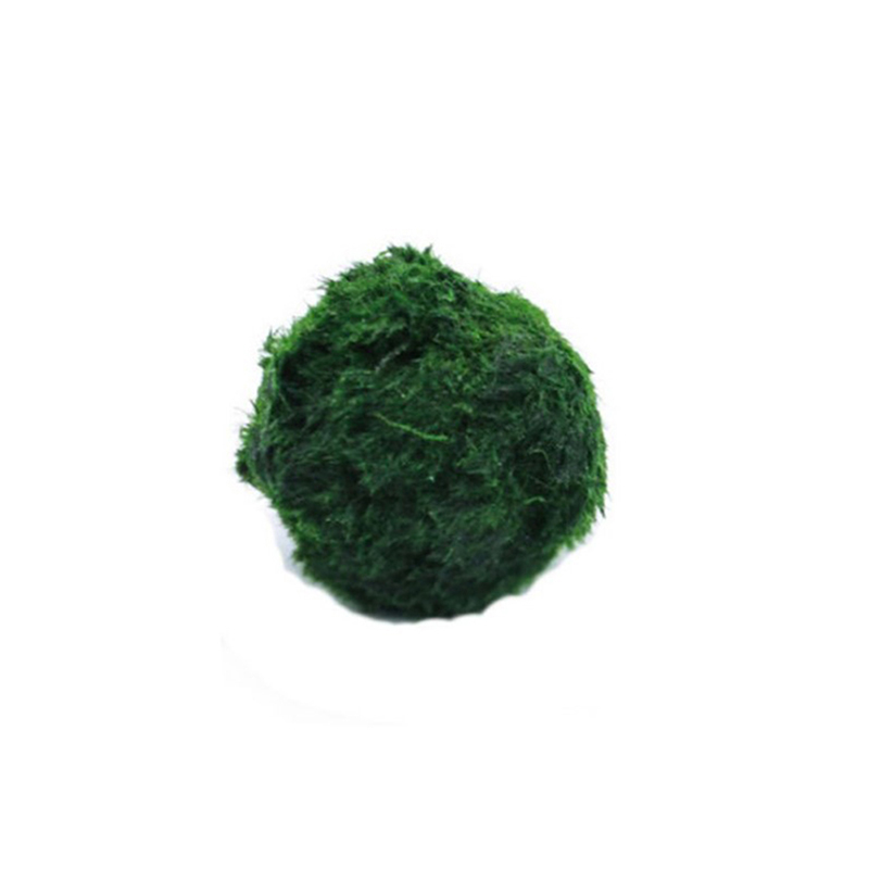 Planted Aquarium Moss - ماريمو كرات الطحلب حوض السمك نبات