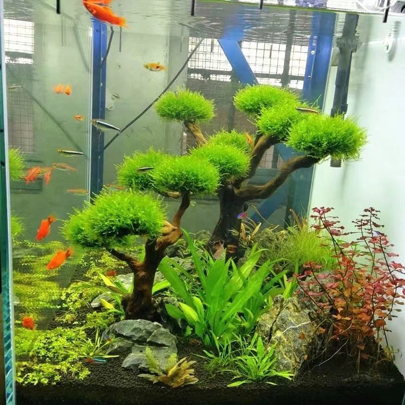 Planted Aquarium Moss - خزان الأسماك تخضير إطار خشبي زراعة
