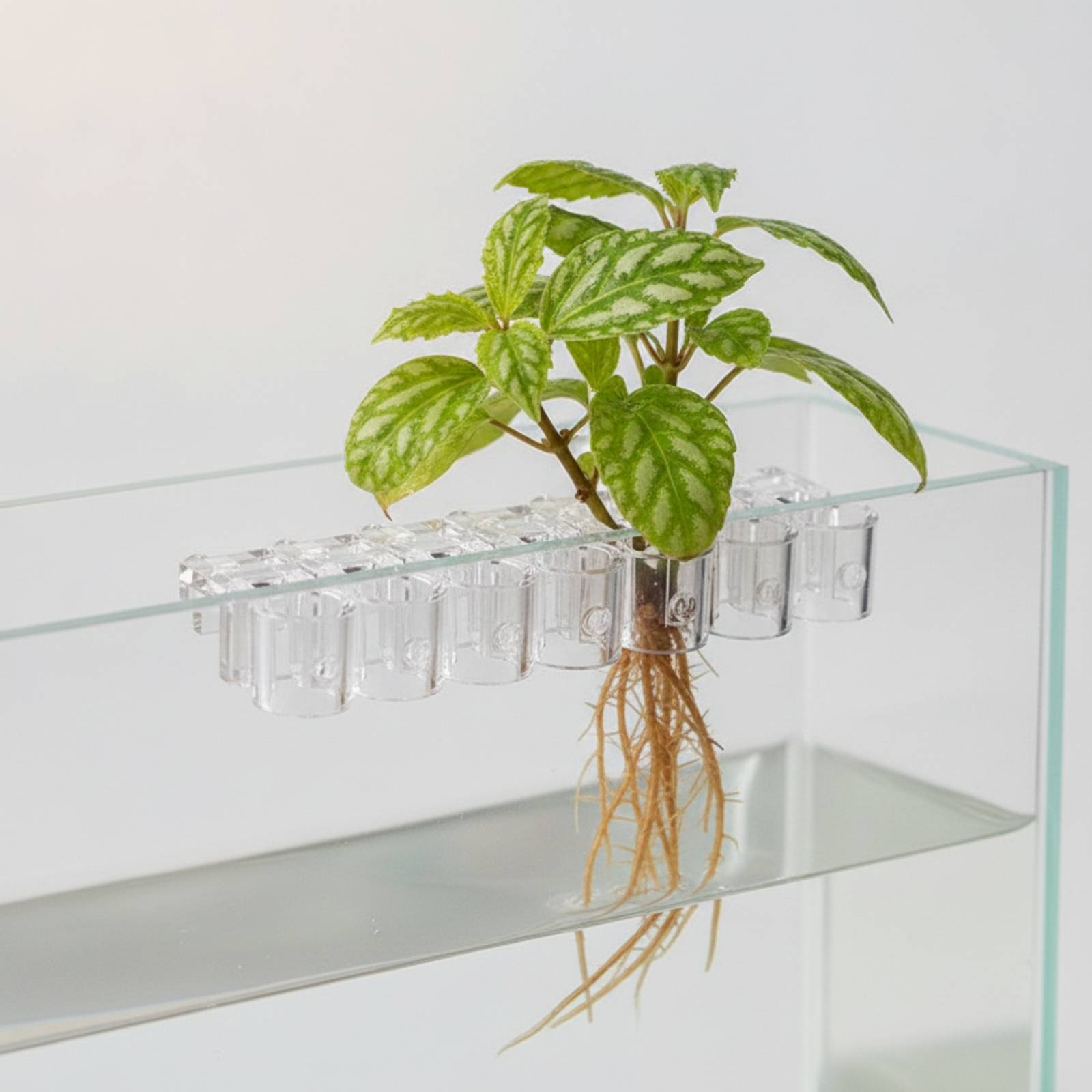 6 قطع مشبك دعم شفاف للزراعة ال - مراجعة Aquarium Plants وسعره