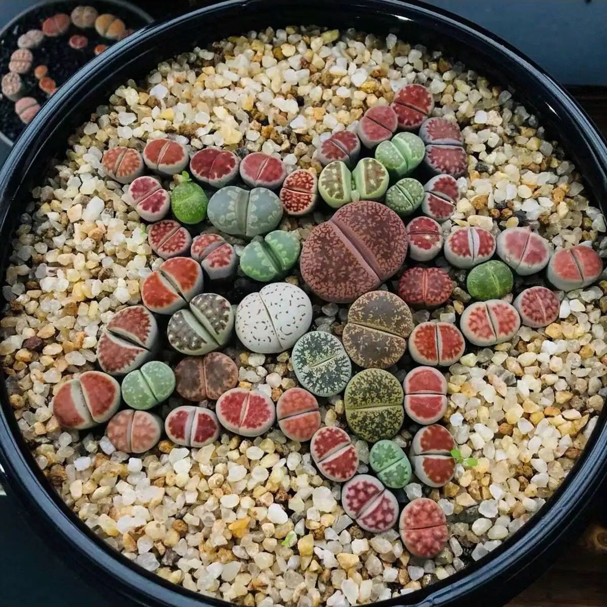 1 قطعة-250 جرام بلورات الطبيعي - مراجعة Aquarium Planted Sand وسعره