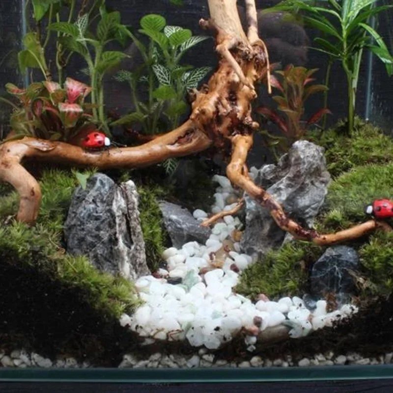 شجرة طبيعية جذع Driftwood لحوض - مراجعة Planted Aquarium Media وسعره