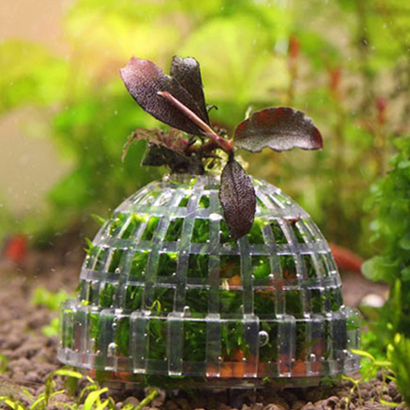 عرض ساخن: مستلزمات الحيوانات ا - مراجعة Aquarium Plants For Sale وسعره