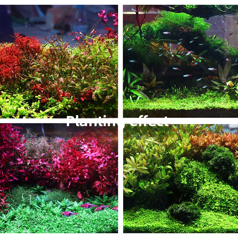 رمل حوض السمك المزروع من SYSEN - مراجعة Aquarium Planted Sand وسعره