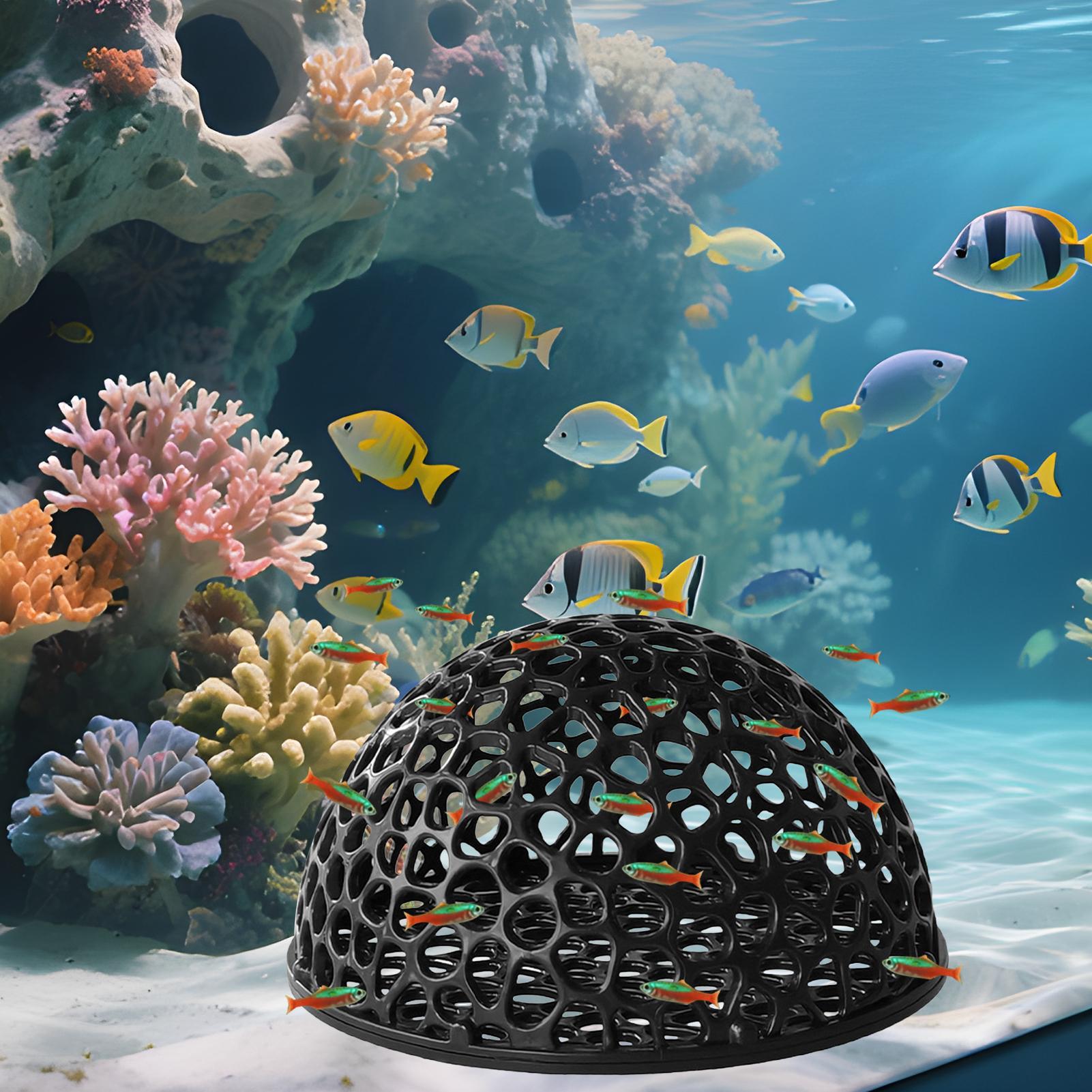 مأوى كهف مخفي لحوض السمك لتربي - مراجعة Aquarium Planted Seeds وسعره