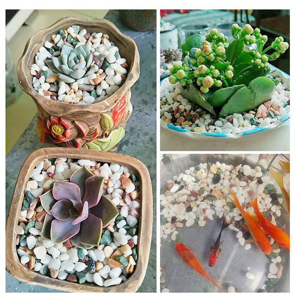 50/100 جرام بلورات طبيعية الحص - مراجعة Aquarium Planted Seeds وسعره