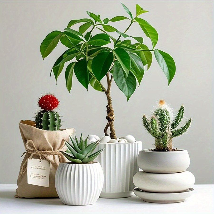 200/400 جرام الأبيض عالية مصقو - مراجعة Aquarium Plants وسعره