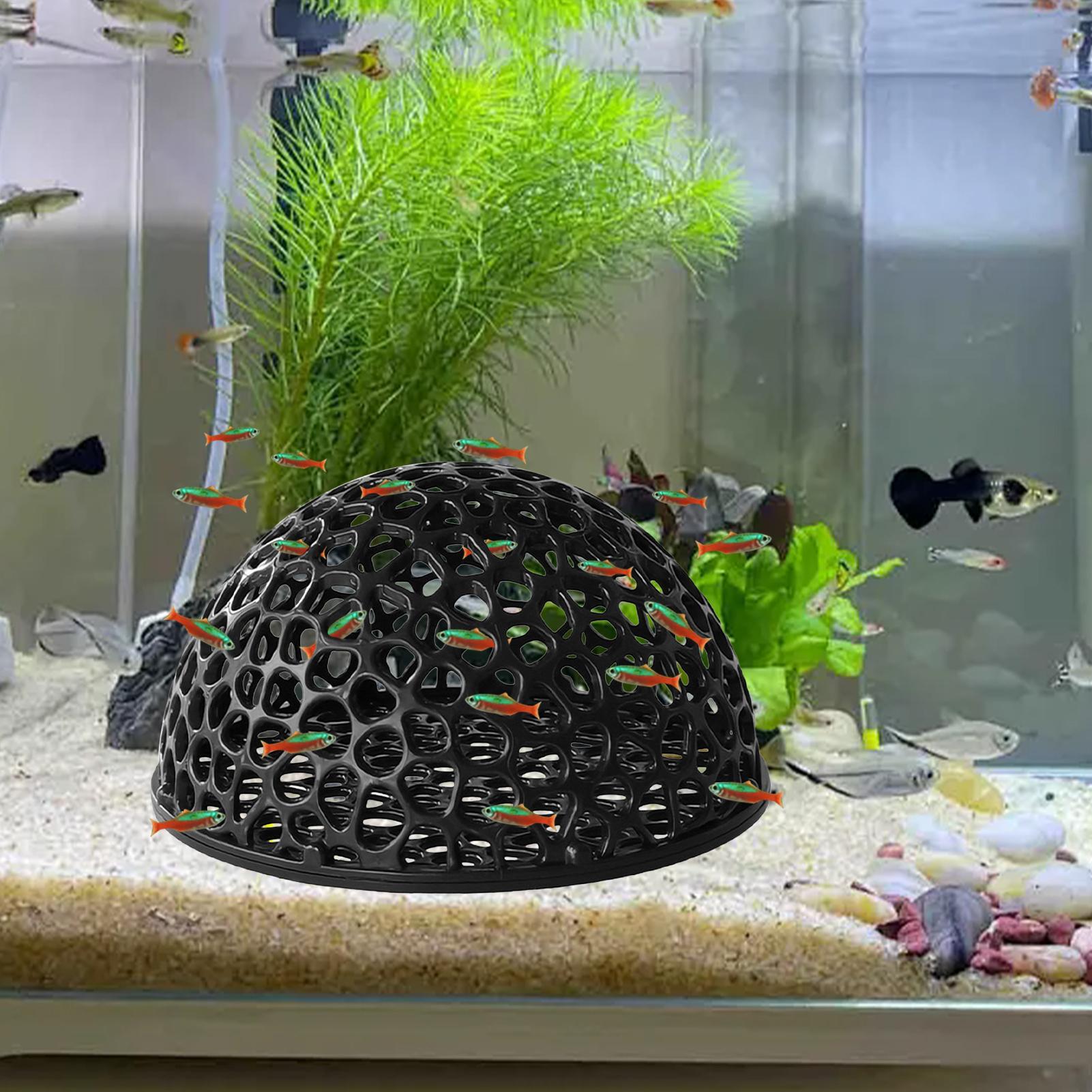 حوض السمك الروبيان إخفاء حوض ا - مراجعة Aquarium Planted Seeds وسعره