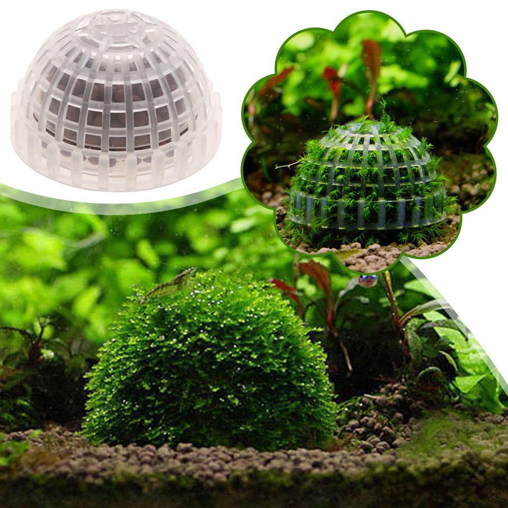 1/2/3/4/5 قطع نباتات زينة للأح - مراجعة Planted Aquarium Moss وسعره