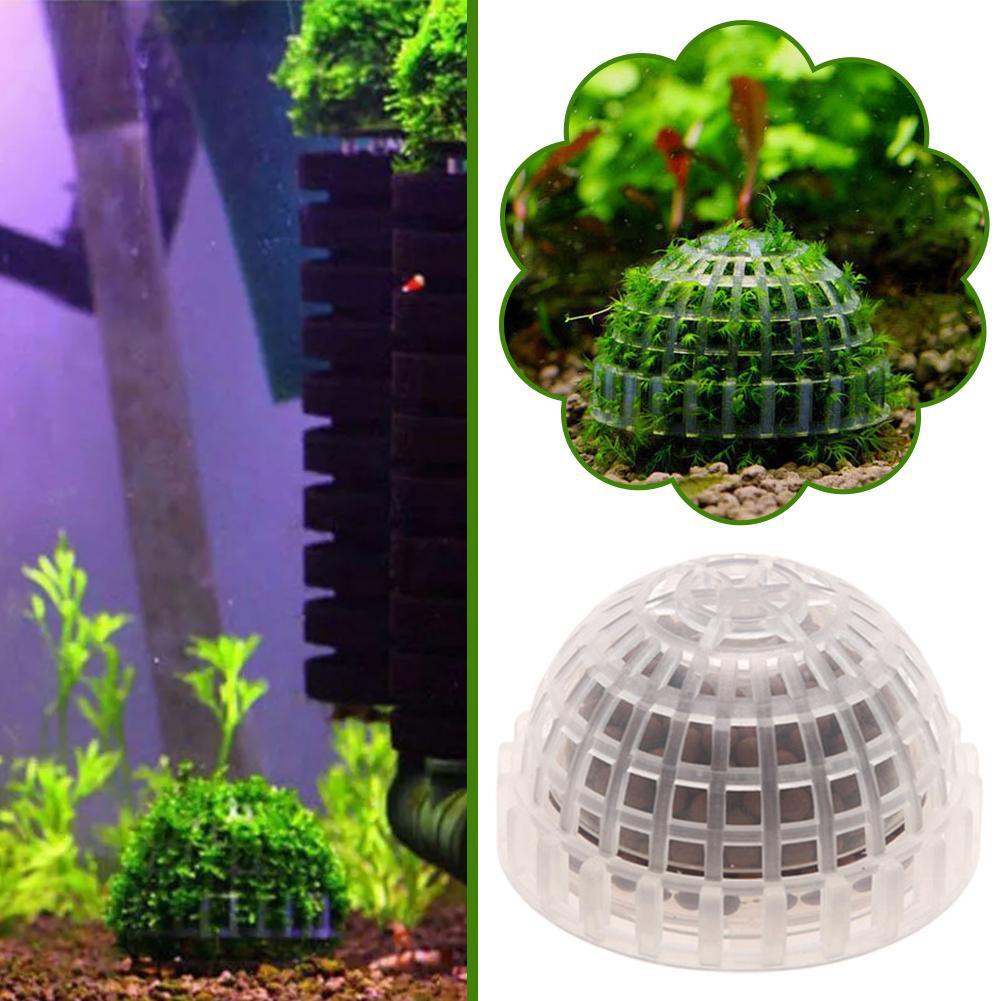 1/2/3/4/5 قطع نباتات زينة للأح - مراجعة Planted Aquarium Moss وسعره