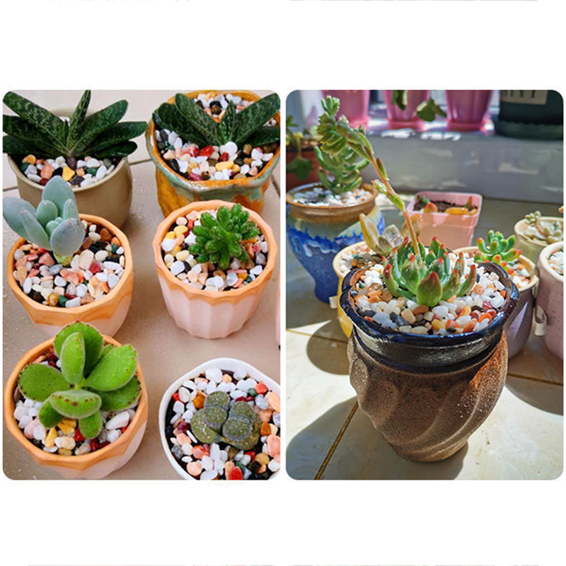 حصى طبيعي 200~1000 جرام لتزيين - مراجعة Aquarium Planted Sand وسعره