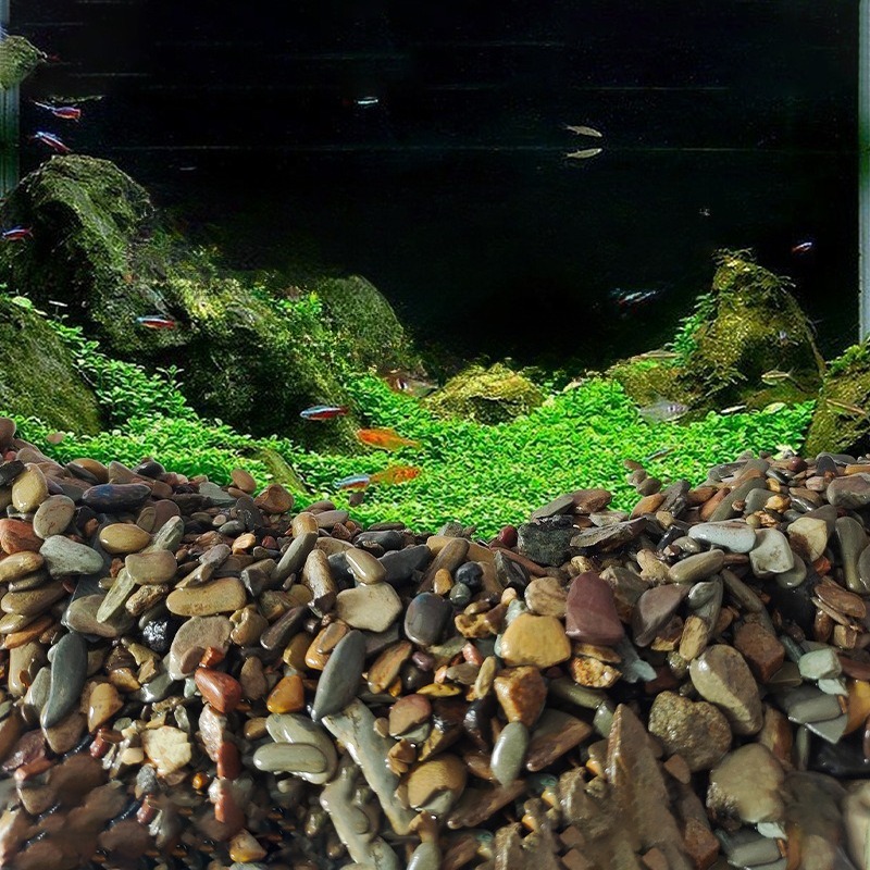 حصى نهري لتزيين قاع أحواض السم - مراجعة Aquarium Planted Sand وسعره