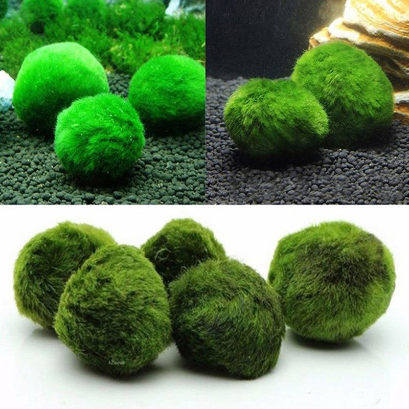 ماريمو كرات الطحلب حوض السمك ن - مراجعة Planted Aquarium Moss وسعره