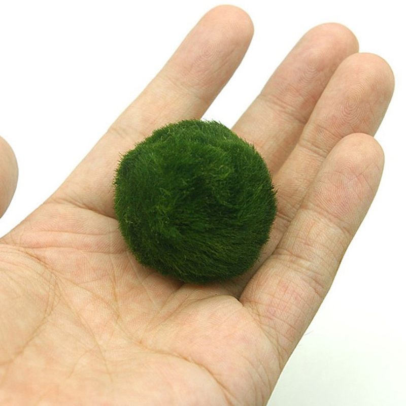 ماريمو كرات الطحلب حوض السمك ن - مراجعة Planted Aquarium Moss وسعره
