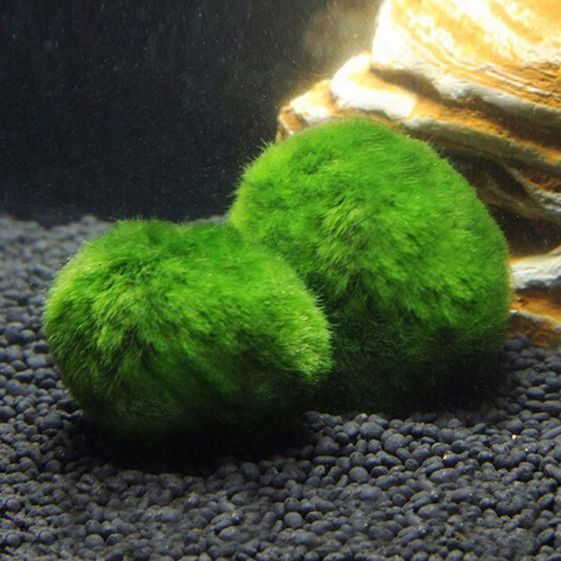 ماريمو كرات الطحلب حوض السمك ن - مراجعة Planted Aquarium Moss وسعره