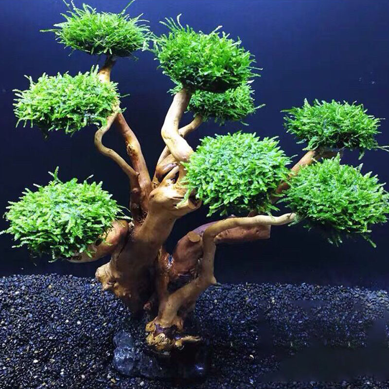 خزان الأسماك تخضير إطار خشبي ز - مراجعة Planted Aquarium Moss وسعره