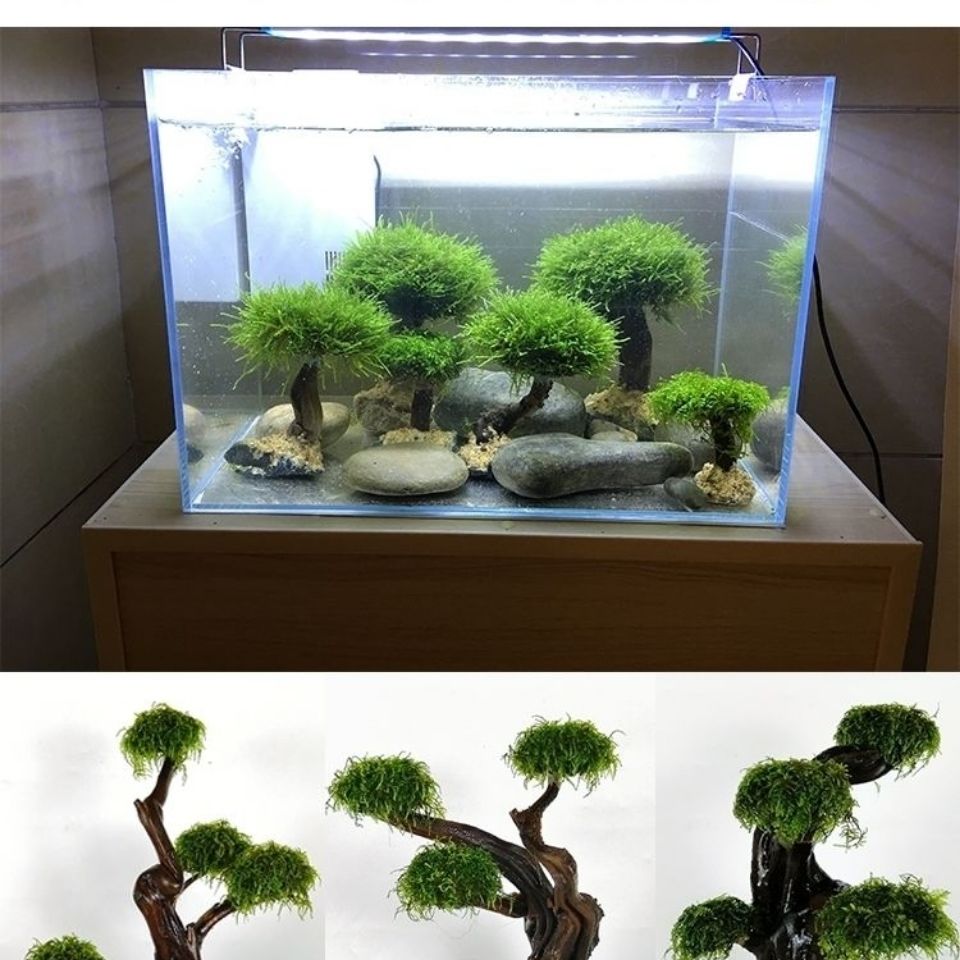 خزان الأسماك تخضير إطار خشبي ز - مراجعة Planted Aquarium Moss وسعره