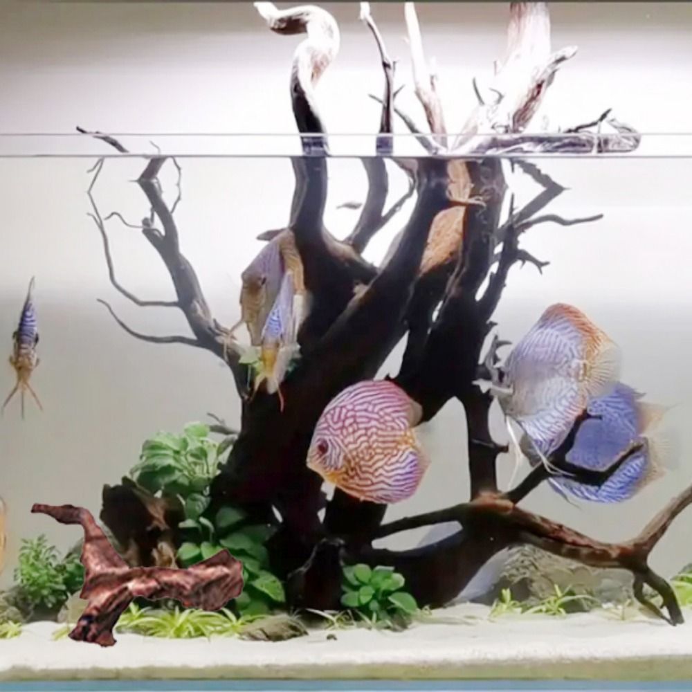 جذور شجرة الأناناس الطبيعية ال - مراجعة Planted Aquarium Media وسعره