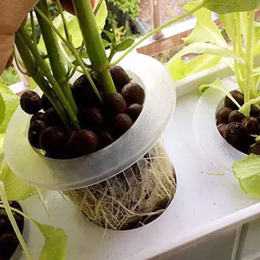 10/50 قطعة لوازم الحدائق حوض ا - مراجعة Aquarium Planted Seeds وسعره