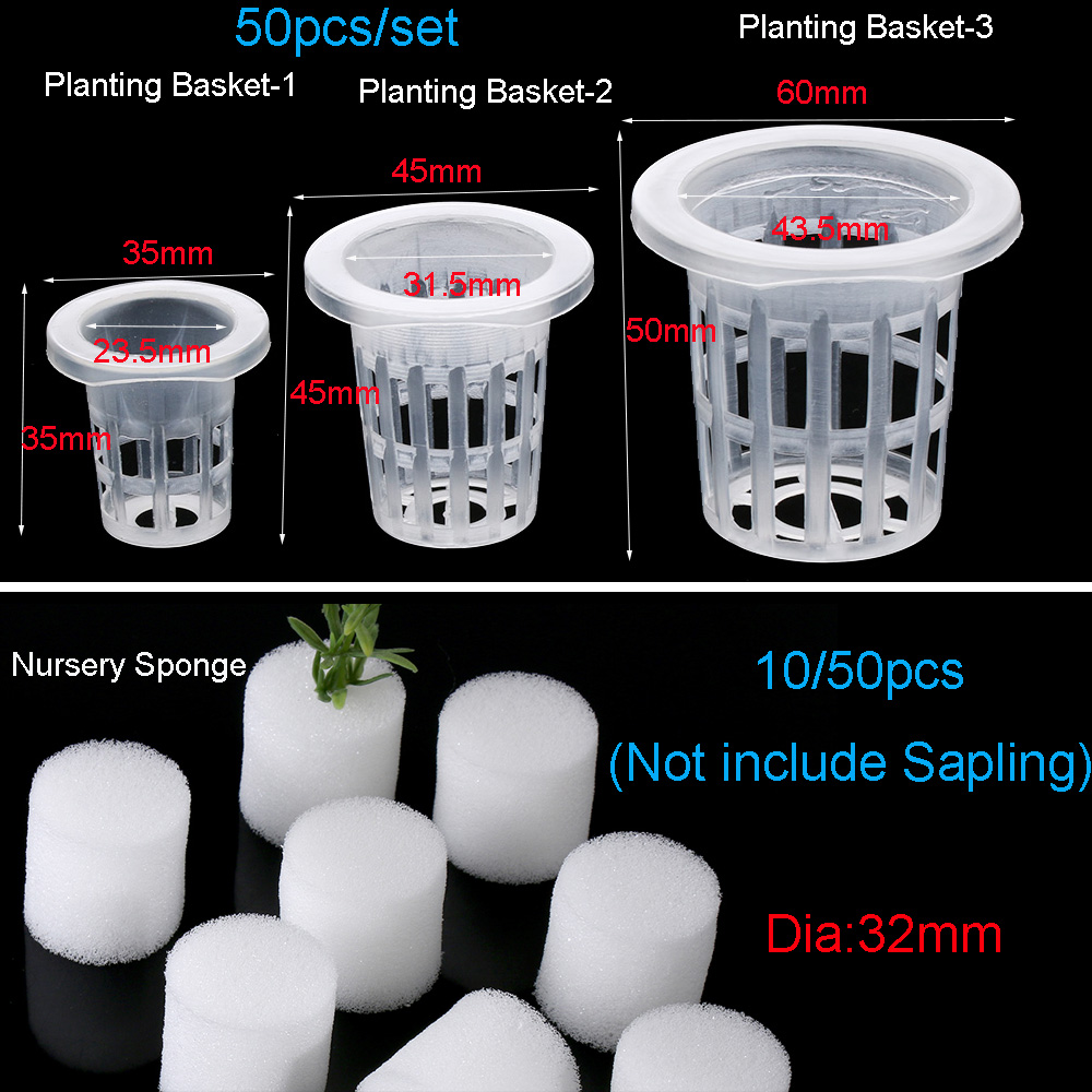 10/50 قطعة لوازم الحدائق حوض ا - مراجعة Aquarium Planted Seeds وسعره