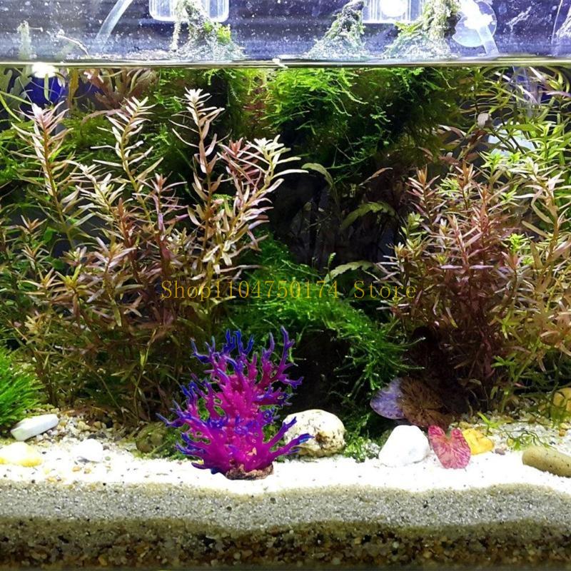 شجرة زينة اصطناعية نبات زينة ش - مراجعة Aquarium Plants For Sale وسعره