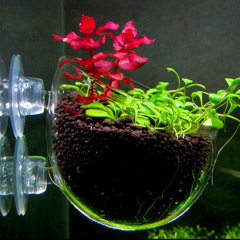 حوض سمك معلق النبات وعاء زجاجي - مراجعة Aquarium Planted Seeds وسعره